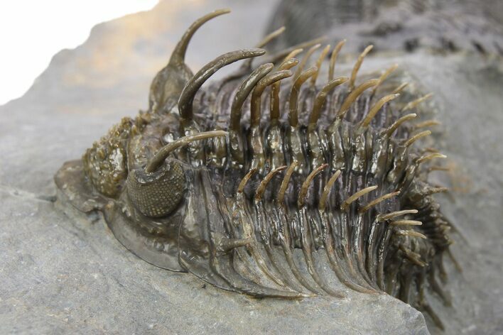 Spiny Comura Trilobite With Hollardops - Ofaten, Morocco #254070